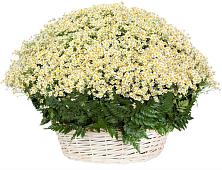 Цветочная композиция из Ромашки в корзине #REPLACE_PRED# Суде